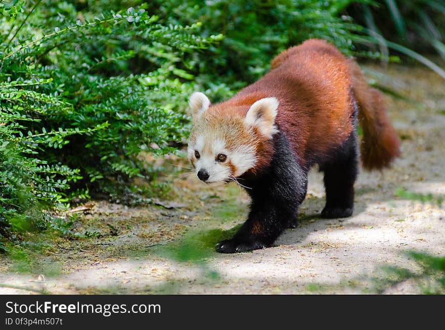 Red Panda