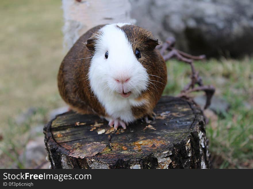 Noppa the Guinea Pig in Nature. Noppa the Guinea Pig in Nature