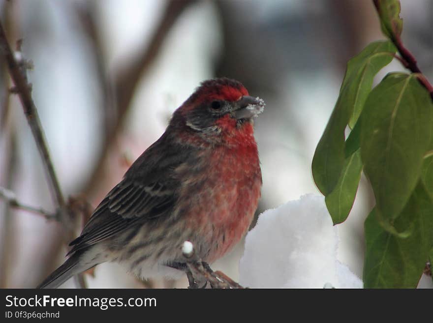 Purple finch in forsythia is getting as much snow as anything else. Purple finch in forsythia is getting as much snow as anything else.