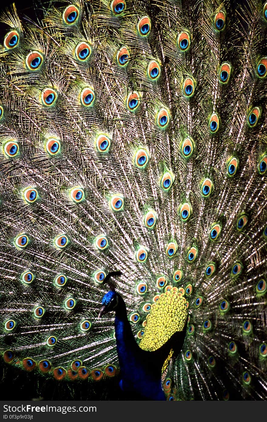 peacock