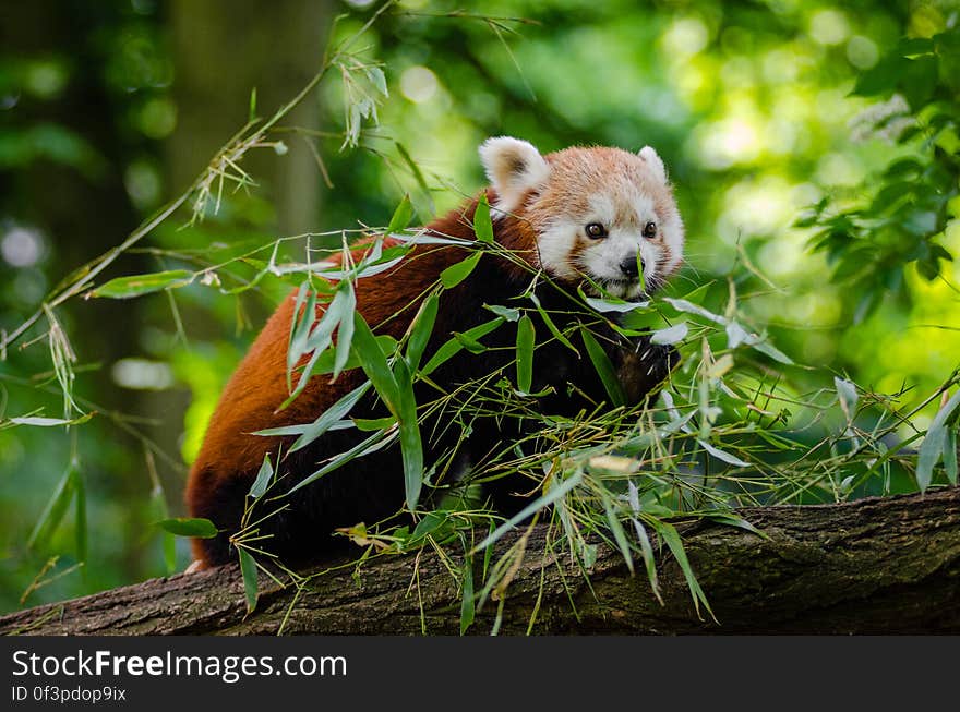 Red Panda