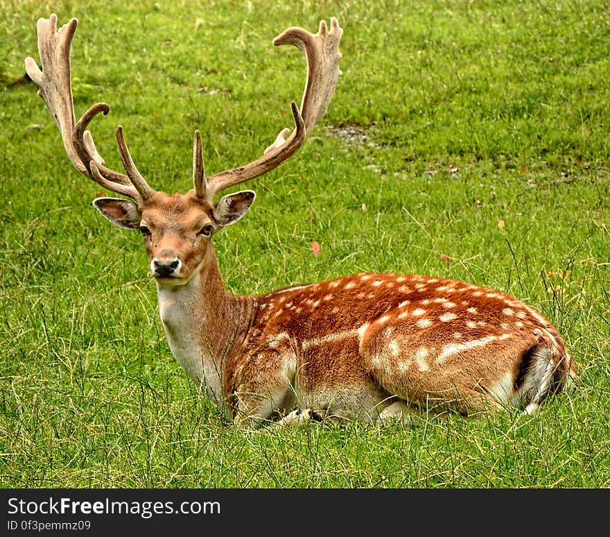 A deer buck with large antlers lying on grass. A deer buck with large antlers lying on grass.