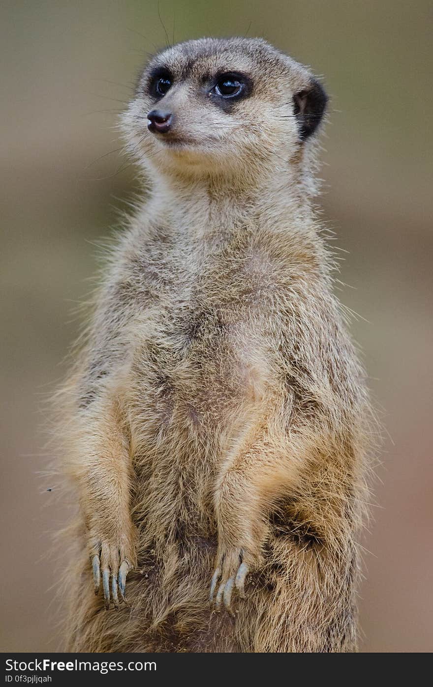 Meerkat