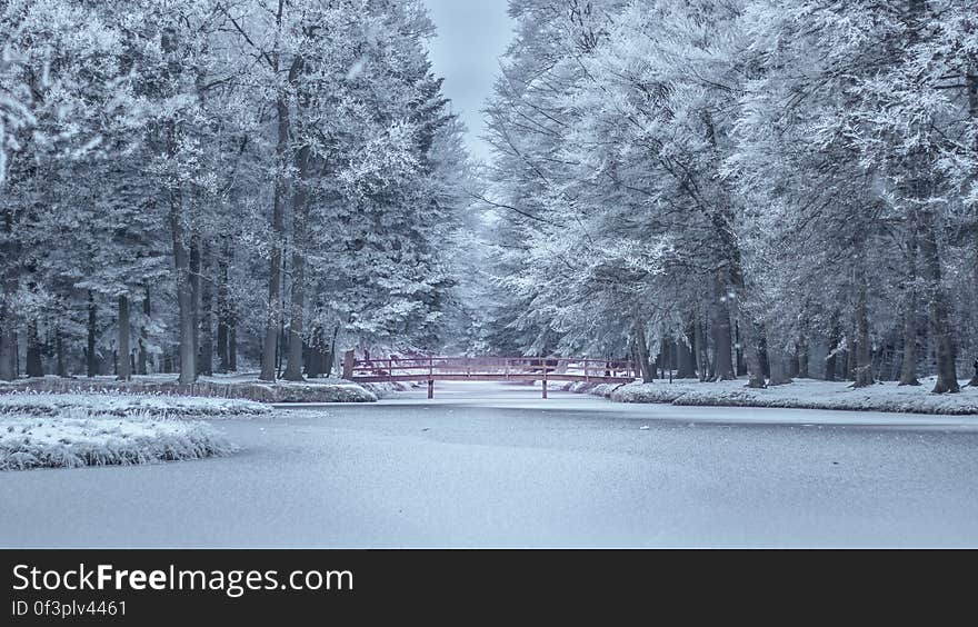 Frozen Trees during Winter