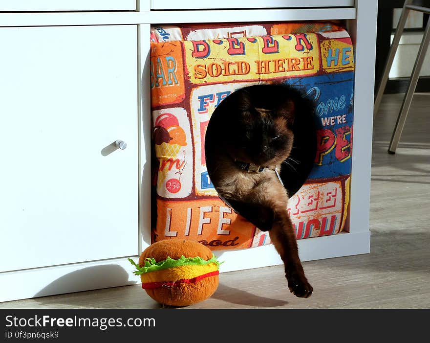 Schrödinger snoozing in the dog&#x27;s toy box. Maybe he took the sign too seriously. Schrödinger snoozing in the dog&#x27;s toy box. Maybe he took the sign too seriously...