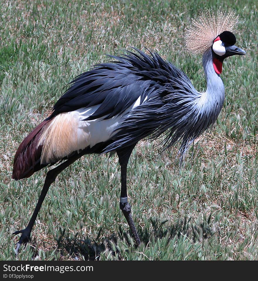 crowned crane