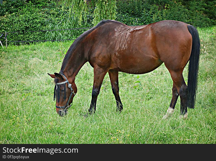 PUBLIC DOMAIN DEDICATION digionbe 9.. 18-06-16 - Horse grazing LOW RES DSC00989