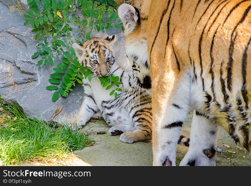 Tiger cub