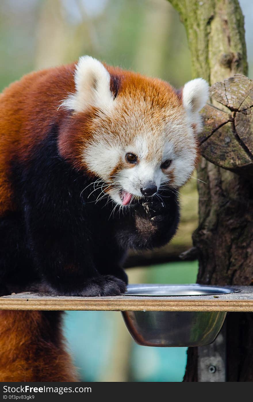 Red Panda