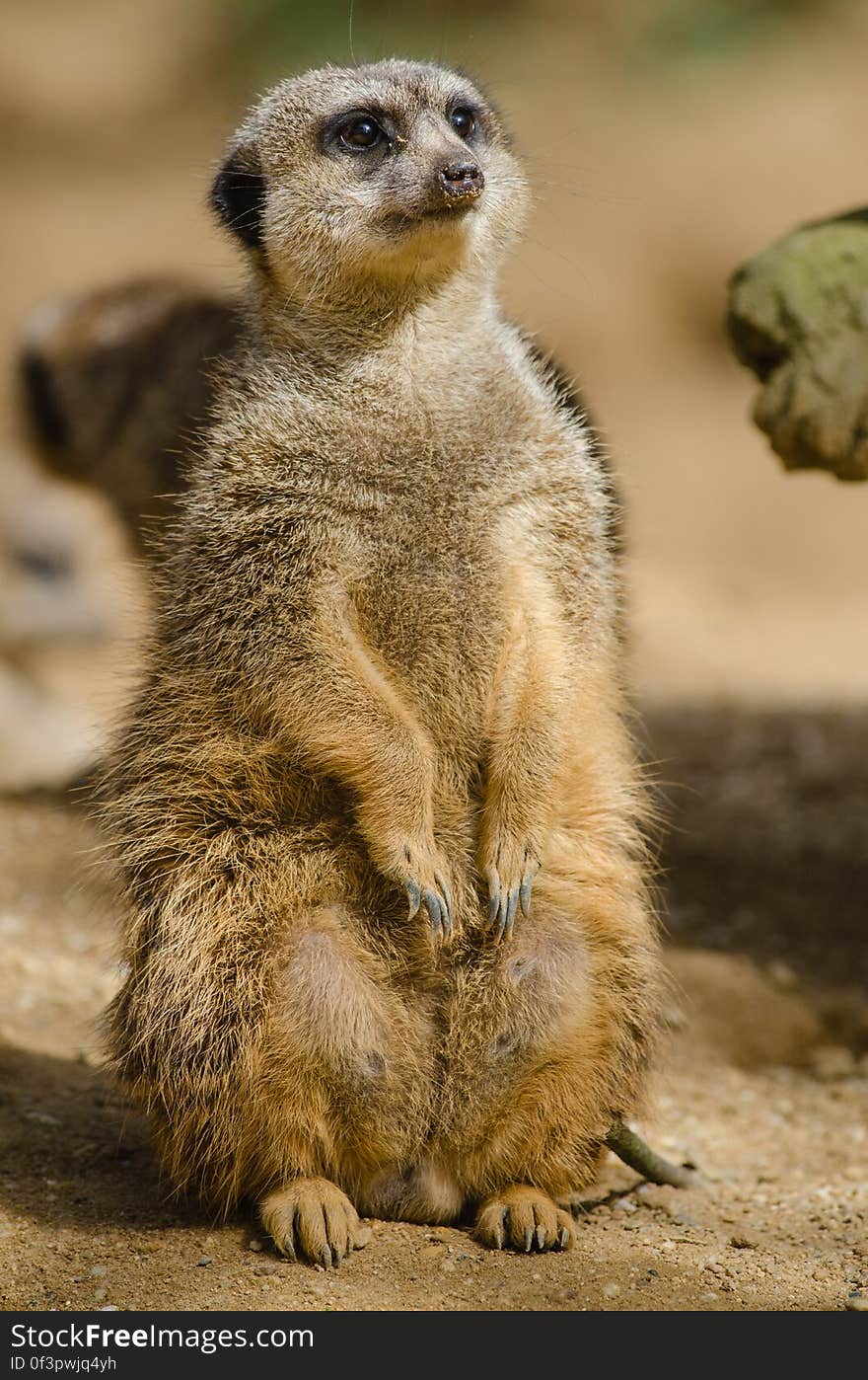 Meerkat