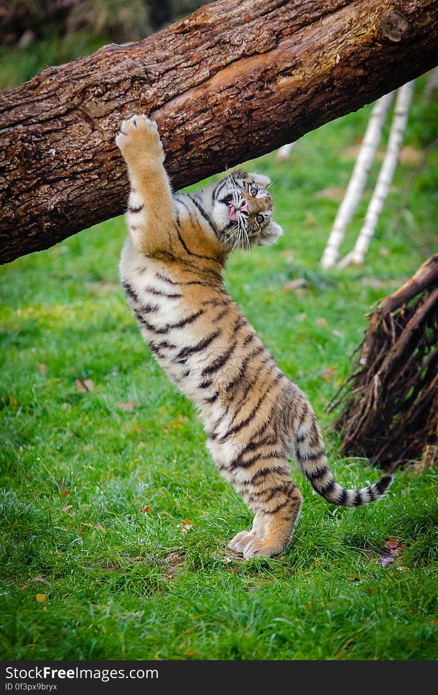 One of the two cubs at the zoo in Duisburg, Germany. One of the two cubs at the zoo in Duisburg, Germany.