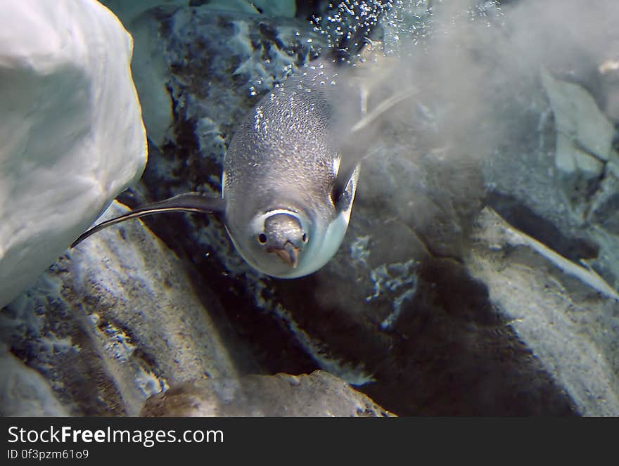 The long-tailed Gentoo penguin &#x28;Pygoscelis papua&#x29; is a penguin species in the genus Pygoscelis, most closely associated with the Adélie penguin &#x28;P. adeliae&#x29; and the Chinstrap penguin &#x28;P. antarcticus&#x29;. The first scientific description was made in 1781 by Johann Reinhold Forster on the basis of Falkland Islands. The long-tailed Gentoo penguin &#x28;Pygoscelis papua&#x29; is a penguin species in the genus Pygoscelis, most closely associated with the Adélie penguin &#x28;P. adeliae&#x29; and the Chinstrap penguin &#x28;P. antarcticus&#x29;. The first scientific description was made in 1781 by Johann Reinhold Forster on the basis of Falkland Islands.