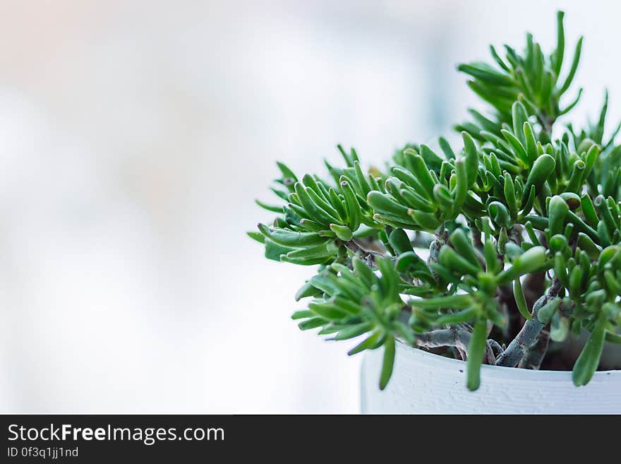 Close-up of Fresh Green Plant Against Tree