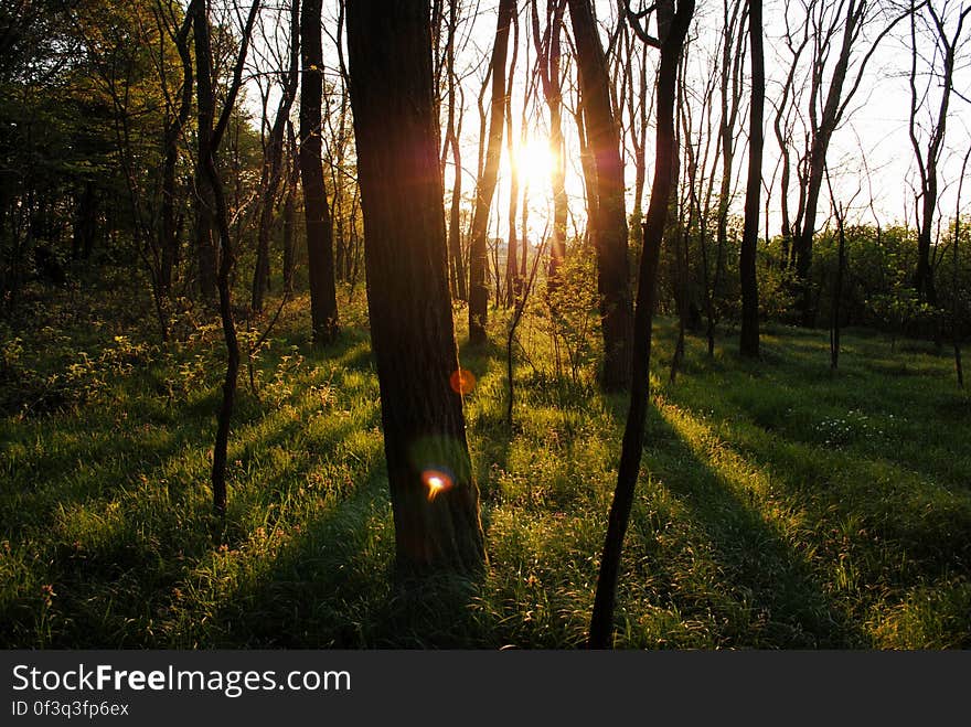 Sun Shining Through Trees in Forest