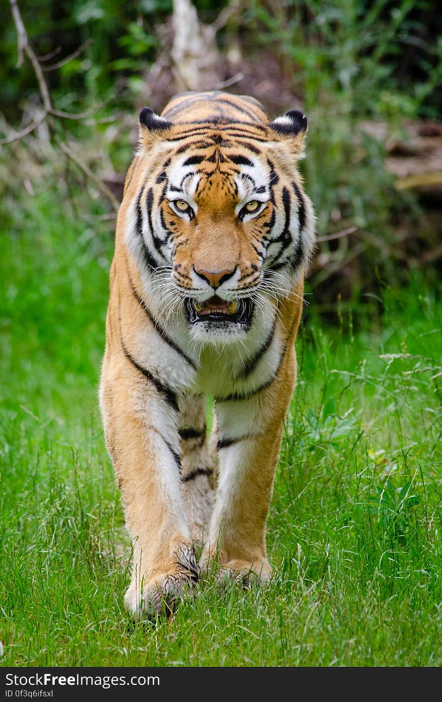 Tiger El-Roi from Zoo Duisburg, Germany. Tiger El-Roi from Zoo Duisburg, Germany.