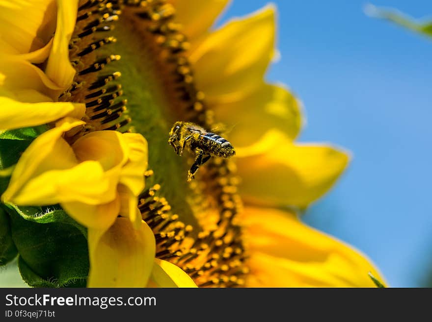 A bee hovering in front of a sunflower blossom. A bee hovering in front of a sunflower blossom.