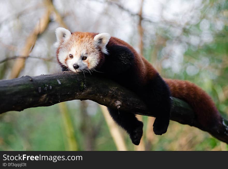 Red Panda