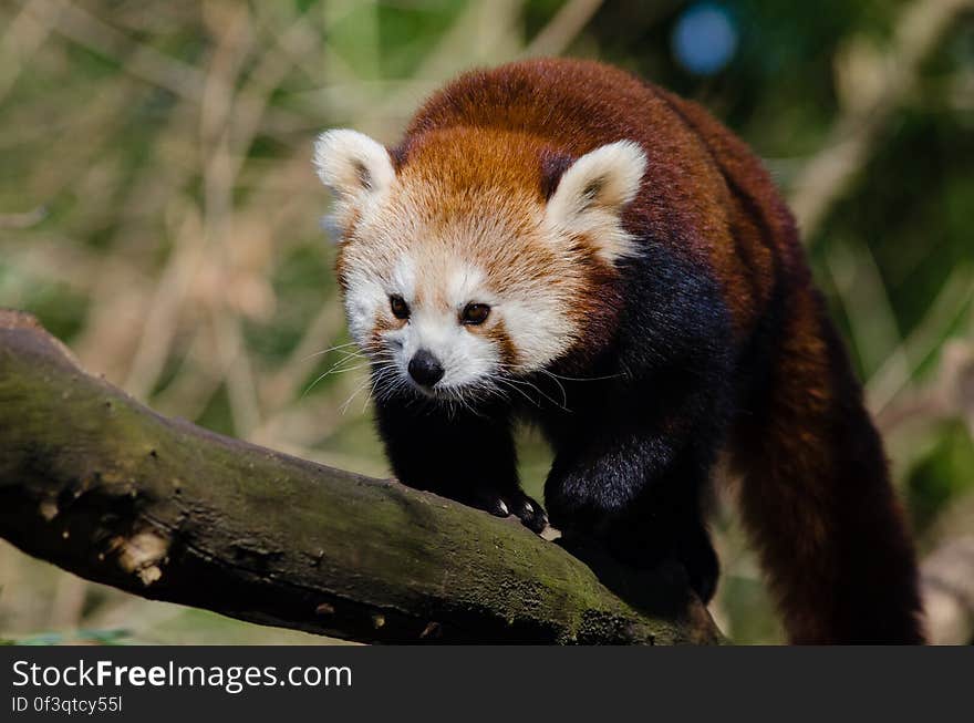 Red Panda