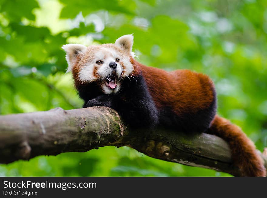 Red Panda