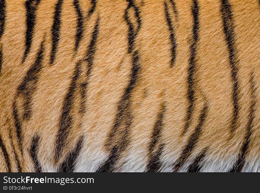 The stripes of siberean tiger Elroi who lives at the zoo in Duisburg, Germany. The stripes of siberean tiger Elroi who lives at the zoo in Duisburg, Germany.