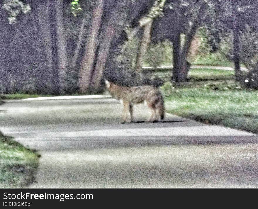 This was one of a pair of coyotes I ran into on the Tom Taylor Trail in Newmarket on my morning walk to the GO Train. This was one of a pair of coyotes I ran into on the Tom Taylor Trail in Newmarket on my morning walk to the GO Train.