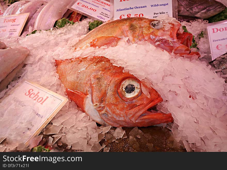 PUBLIC DOMAIN DEDICATION - Pixabay - digionbew 12. 15-07-16 Fish at the market LOW RES DSC06374