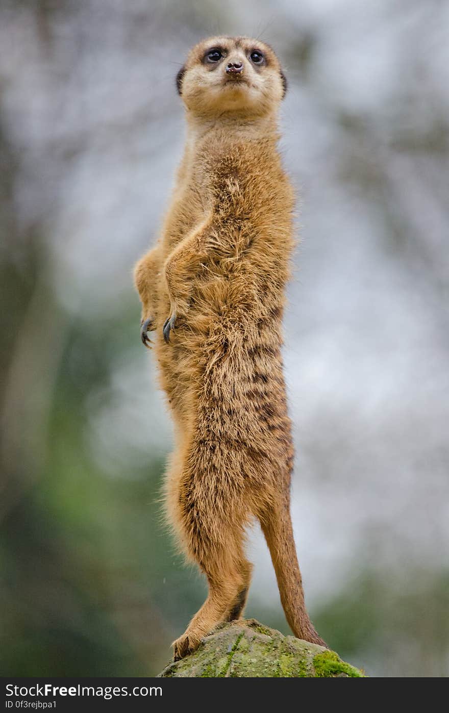 Meerkat