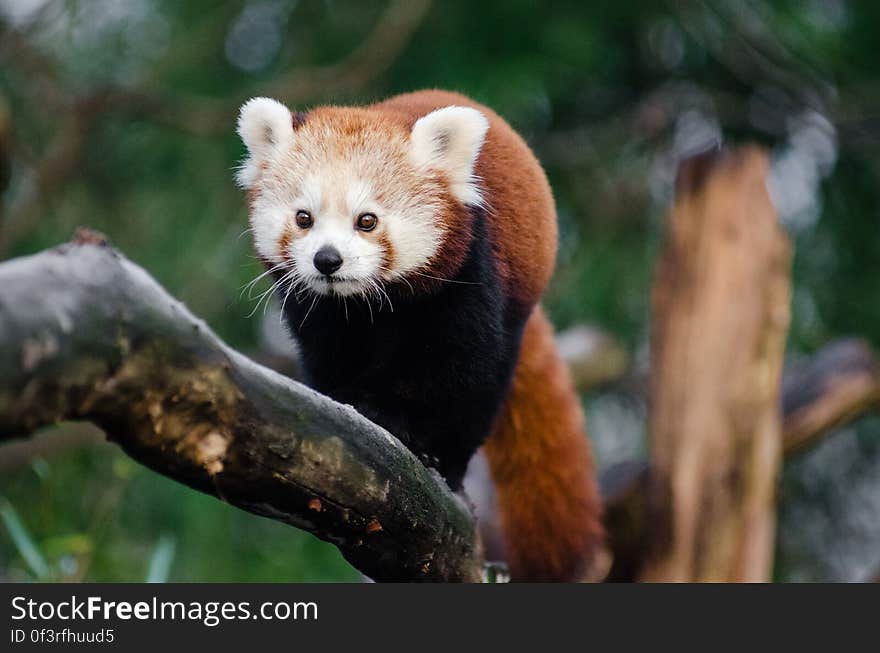 Red Panda