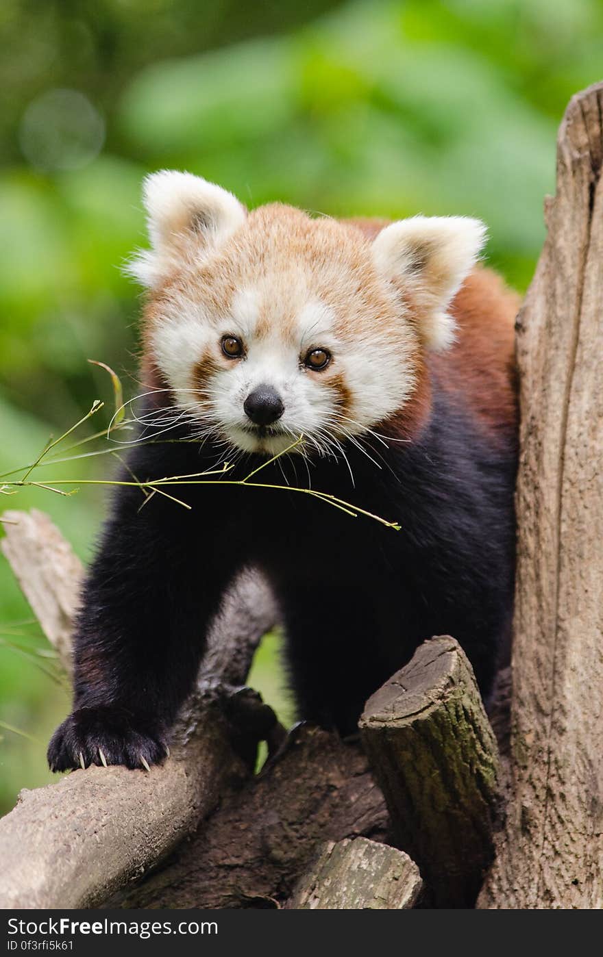 Red Panda