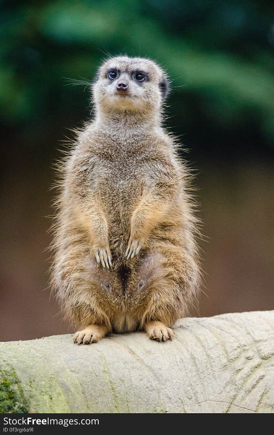 Meerkat