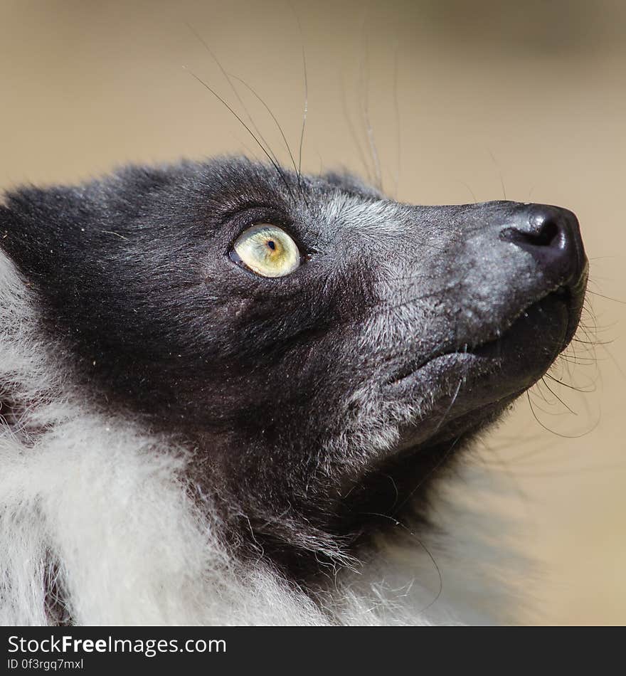 Black and white ruffed Lemur