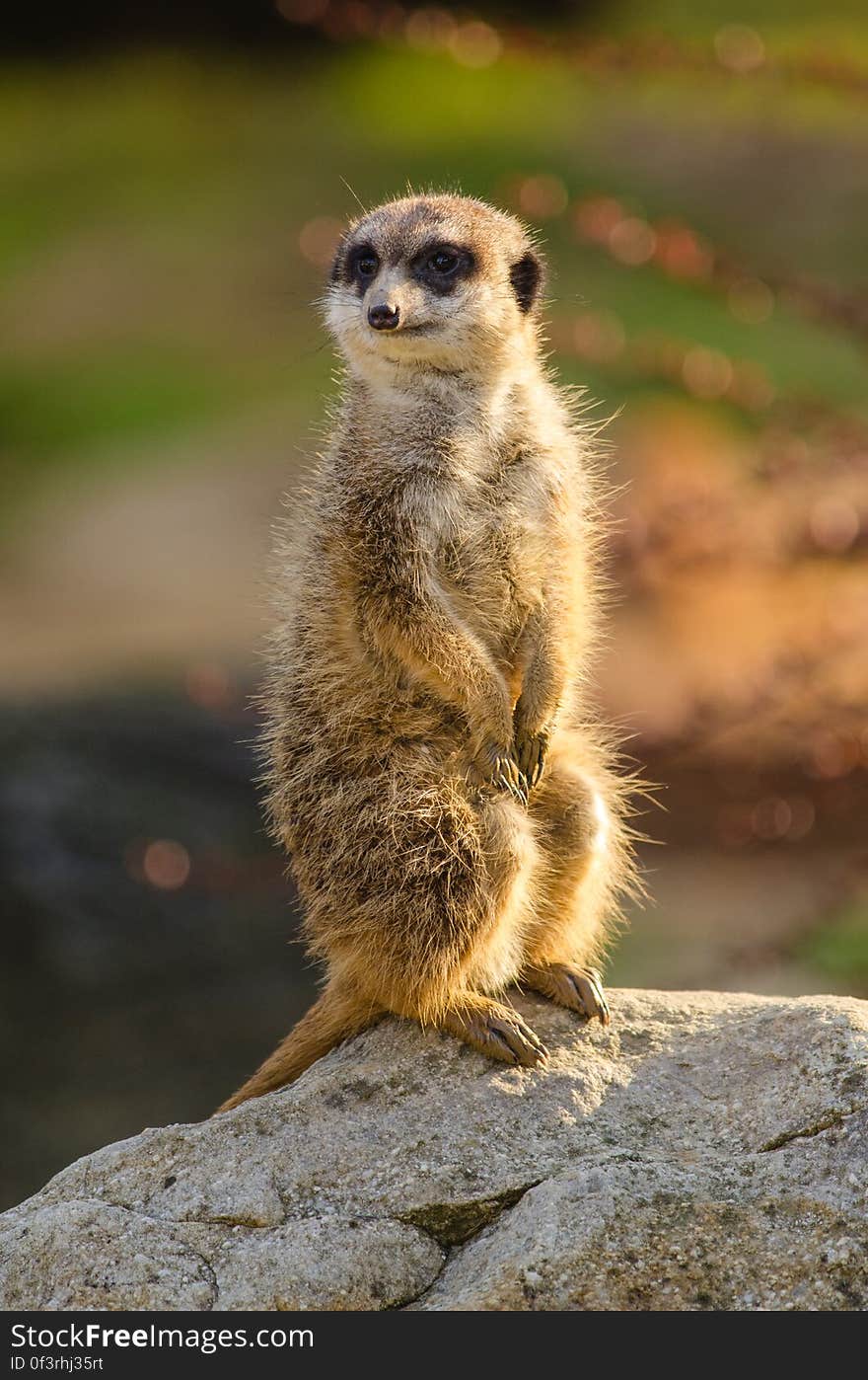 Meerkat