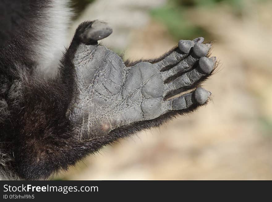 Black and white ruffed Lemur