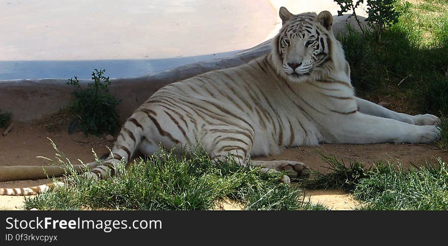 white tiger