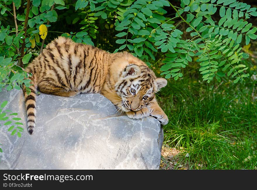 All that playing around on a hot day is tiring even for the most energetic little kitty!. All that playing around on a hot day is tiring even for the most energetic little kitty!