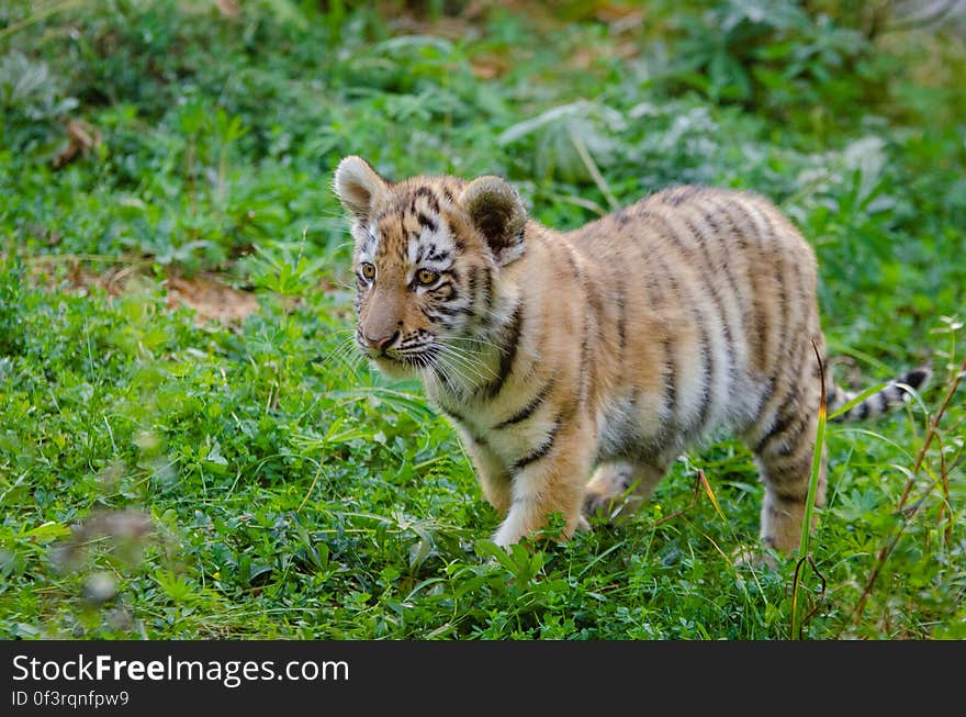 One of the two cubs at the zoo in Duisburg, Germany. One of the two cubs at the zoo in Duisburg, Germany.