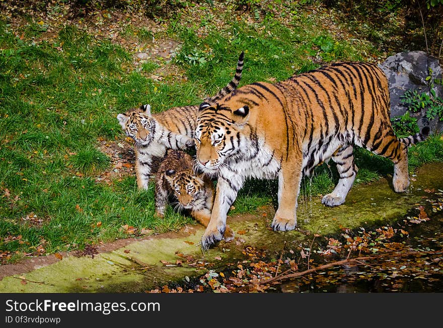 Mommy Dasha with her two cubs. Dasha is just three years old so she is still a little playful and likes to dash through the enclosure with her cubs. She lets them chase her, plays hide and seek with them and it&#x27;s just a blast to watch them!. Mommy Dasha with her two cubs. Dasha is just three years old so she is still a little playful and likes to dash through the enclosure with her cubs. She lets them chase her, plays hide and seek with them and it&#x27;s just a blast to watch them!