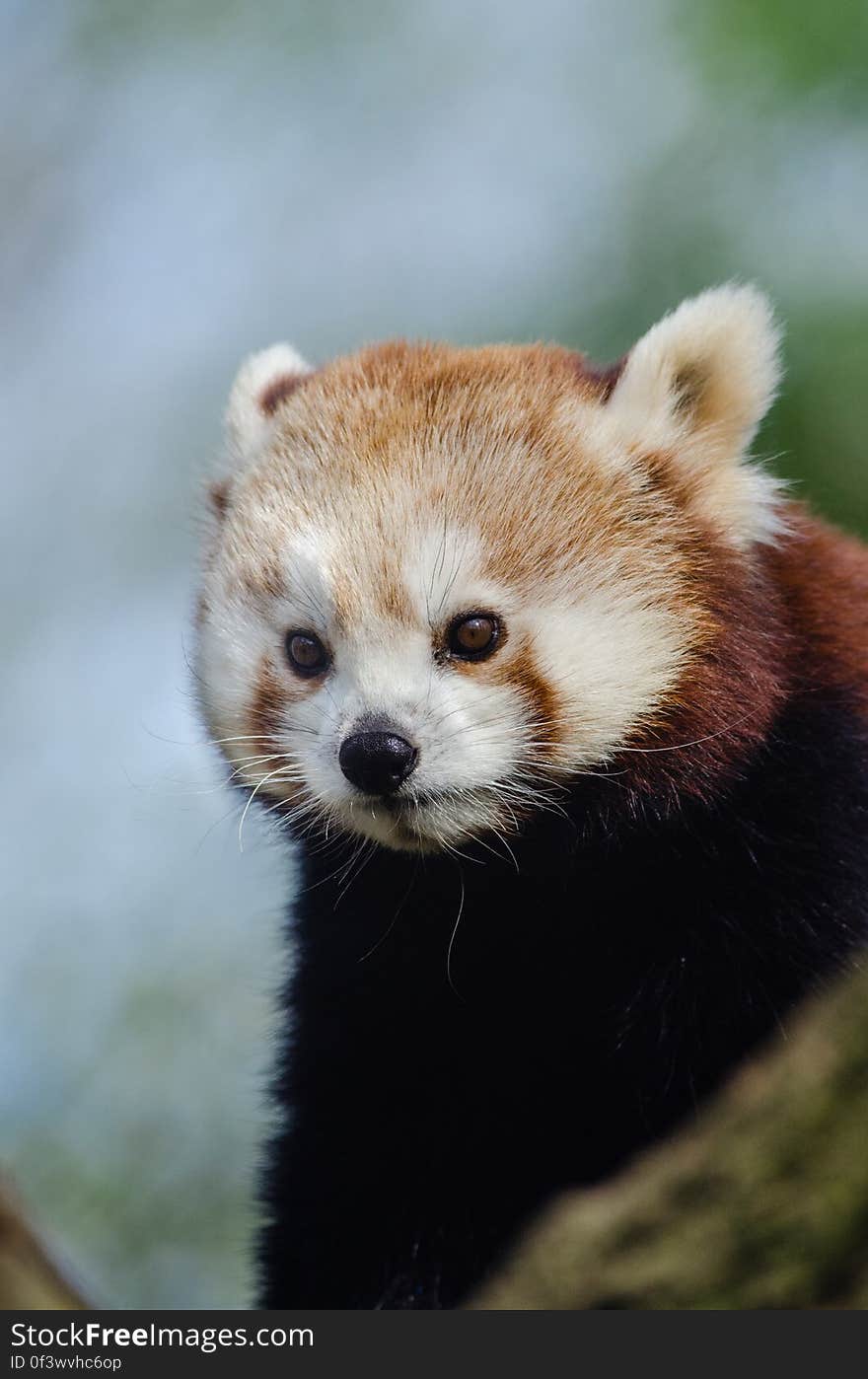 Red Panda