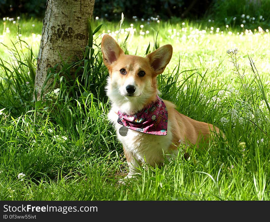 The grass is green and smells fresh, the birds are singing &#x28;and all over to chase&#x29;... What a perfect day to be at the park with my dog Sun. The grass is green and smells fresh, the birds are singing &#x28;and all over to chase&#x29;... What a perfect day to be at the park with my dog Sun.