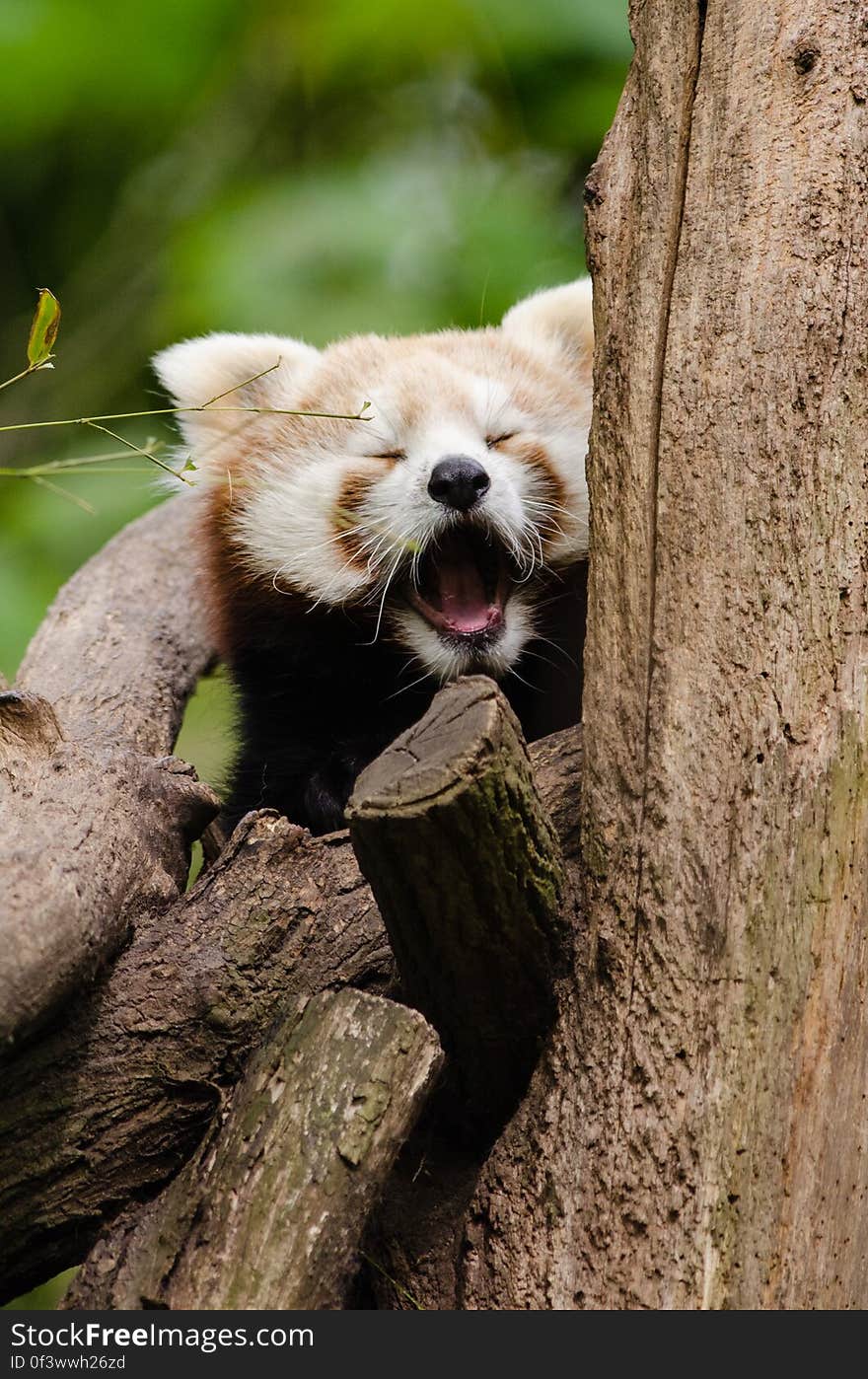 Red Panda