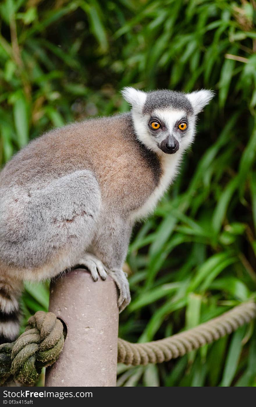 Ring-Tailed Lemur