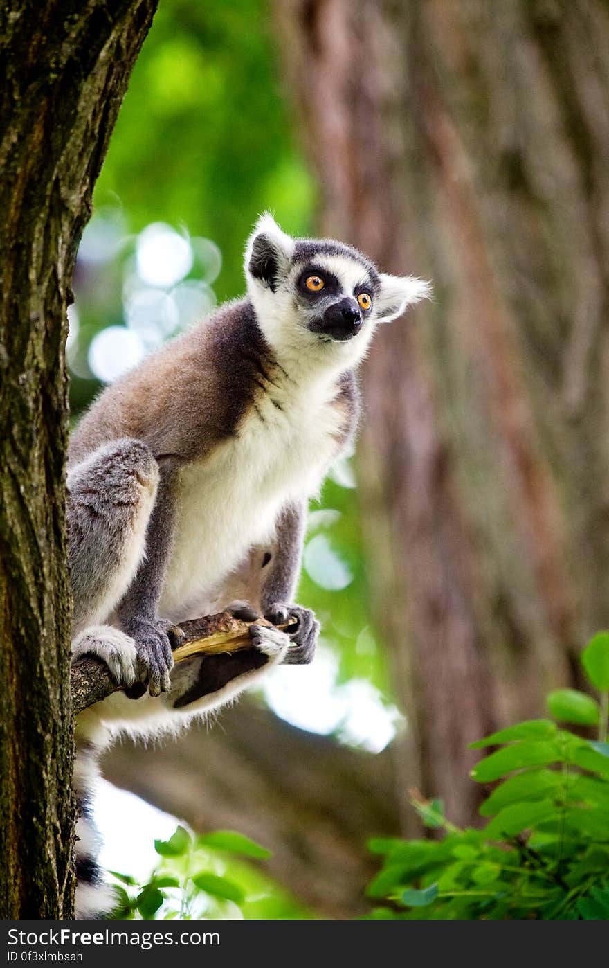 Rin-Tailed Lemur