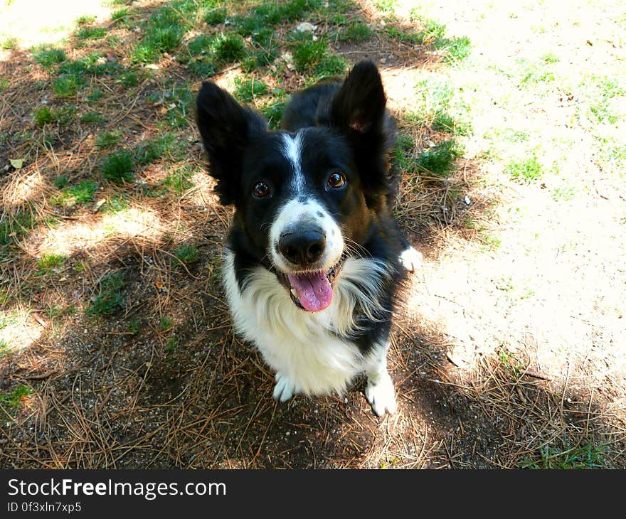 A friendly Border Collie met at the dog park. A friendly Border Collie met at the dog park.