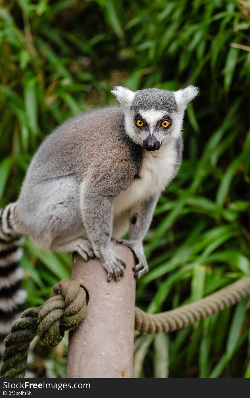 Ring-Tailed Lemur