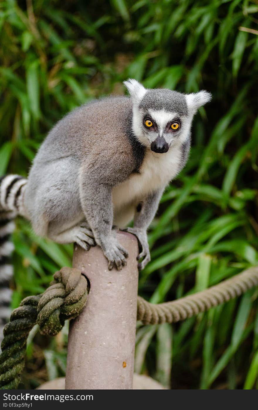 Ring-Tailed Lemur