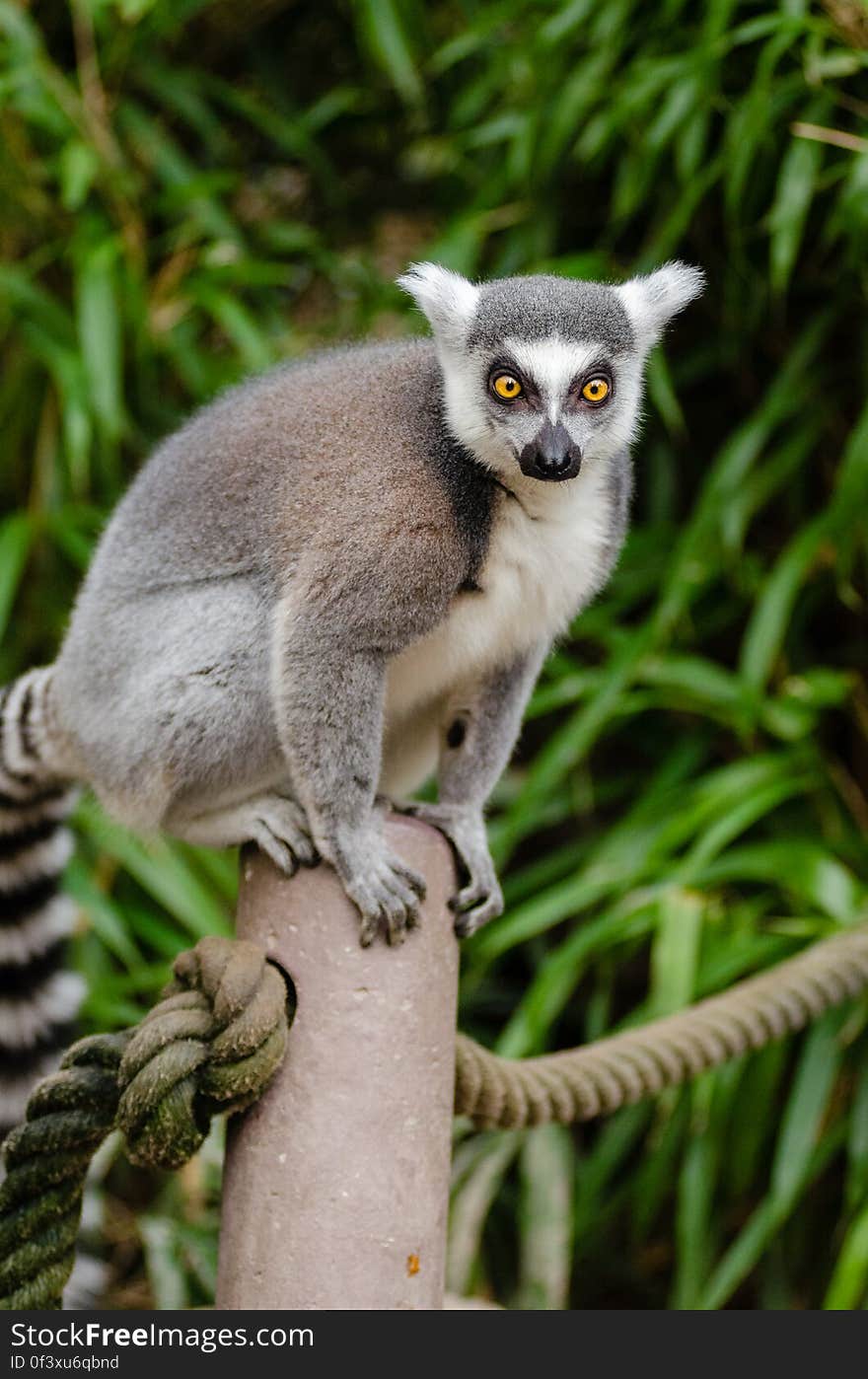 Ring-Tailed Lemur