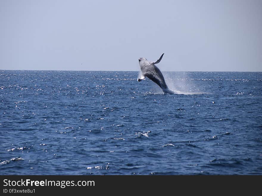 A Humpbackwhale in Ecuador near Isla de la Plata. A Humpbackwhale in Ecuador near Isla de la Plata