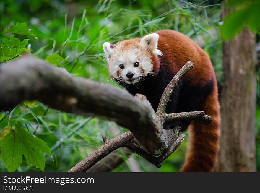 Red Panda