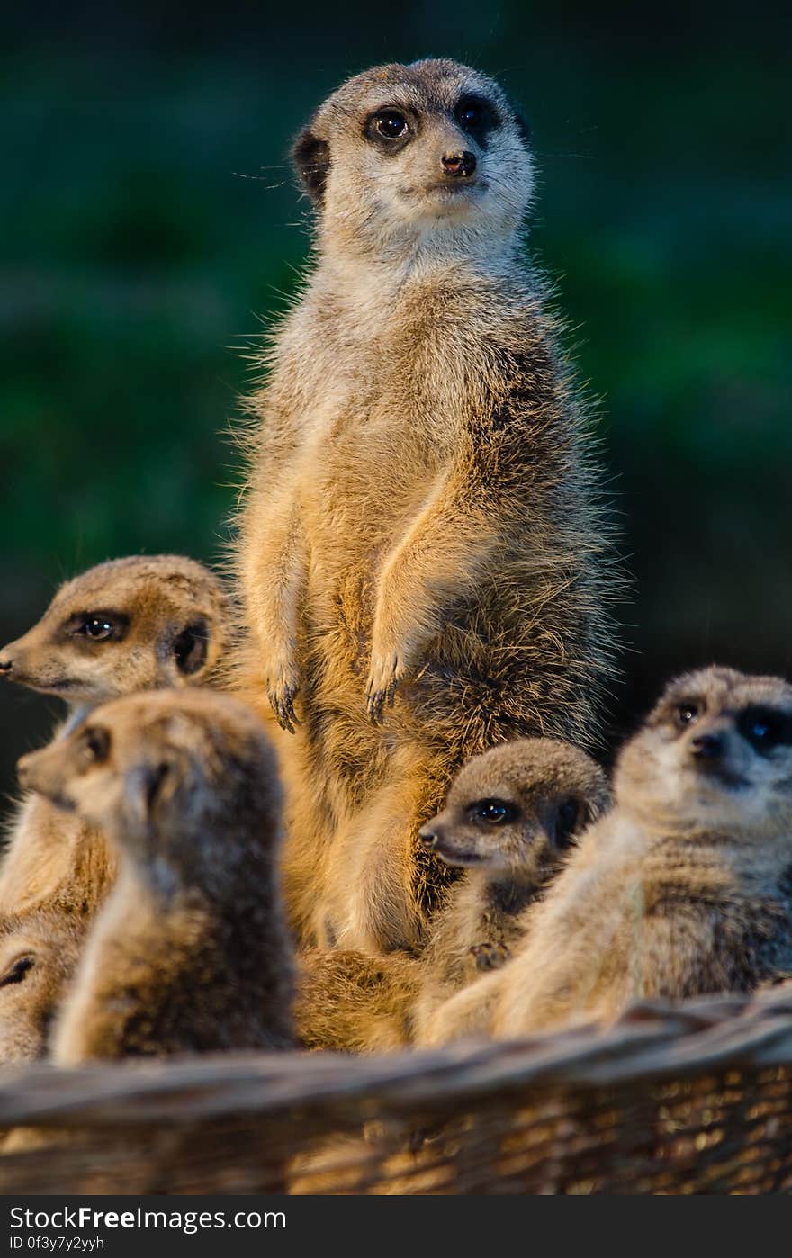 Meerkat