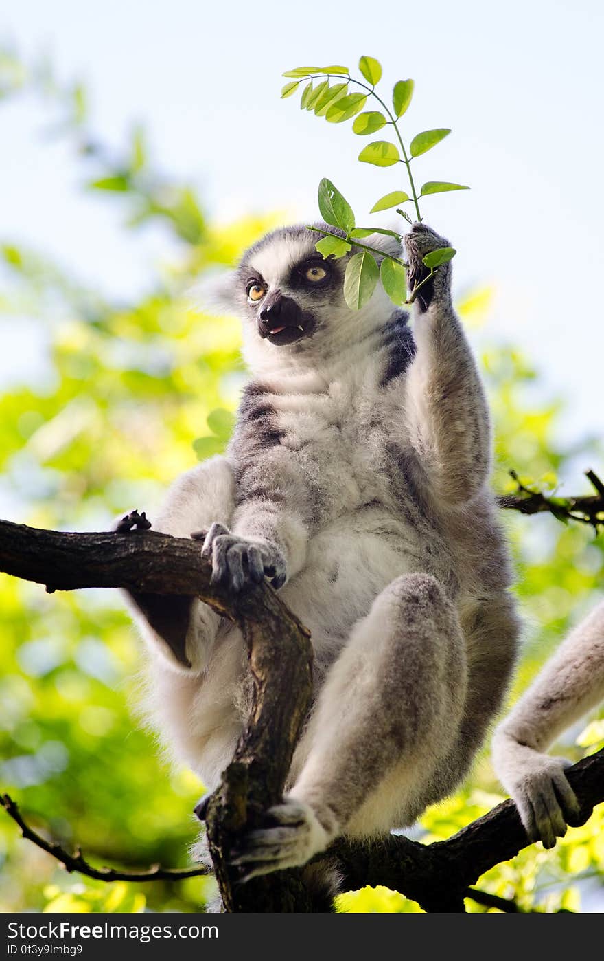 Ring-Tailed Lemur